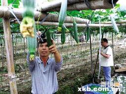 娱乐吃瓜村,揭秘娱乐圈背后的那些事儿  第2张